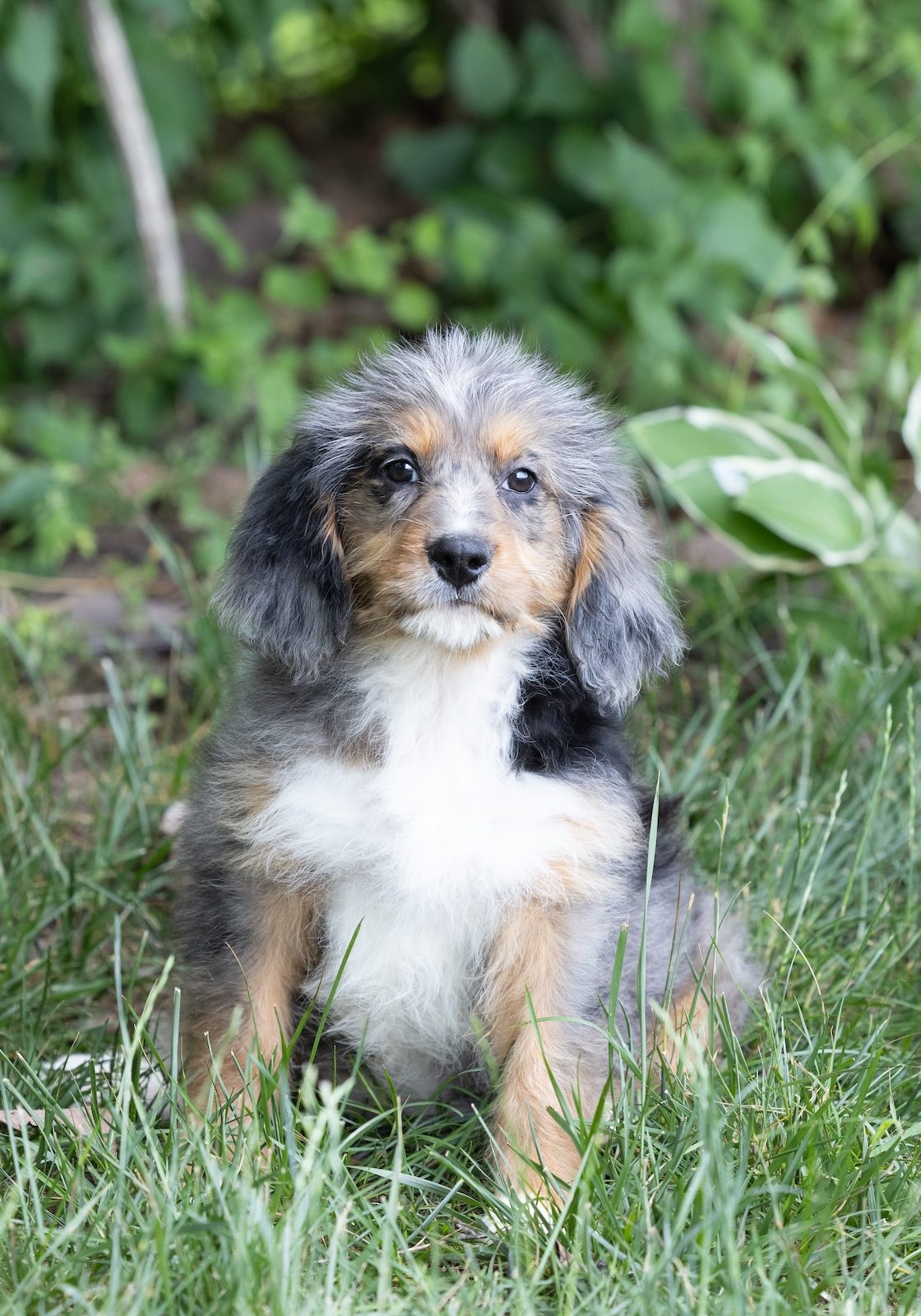 munchkin bernedoodles
