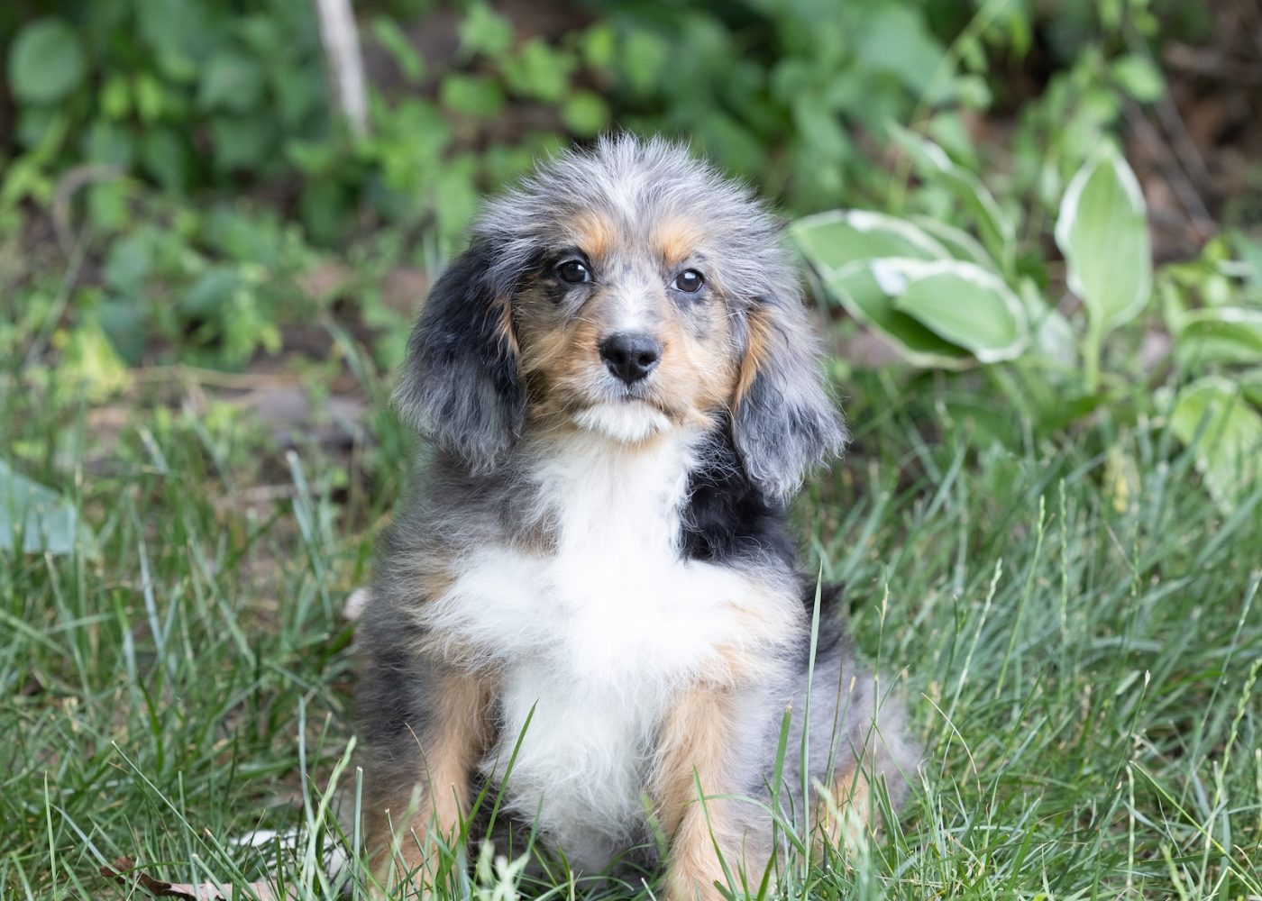 munchkin bernedoodles