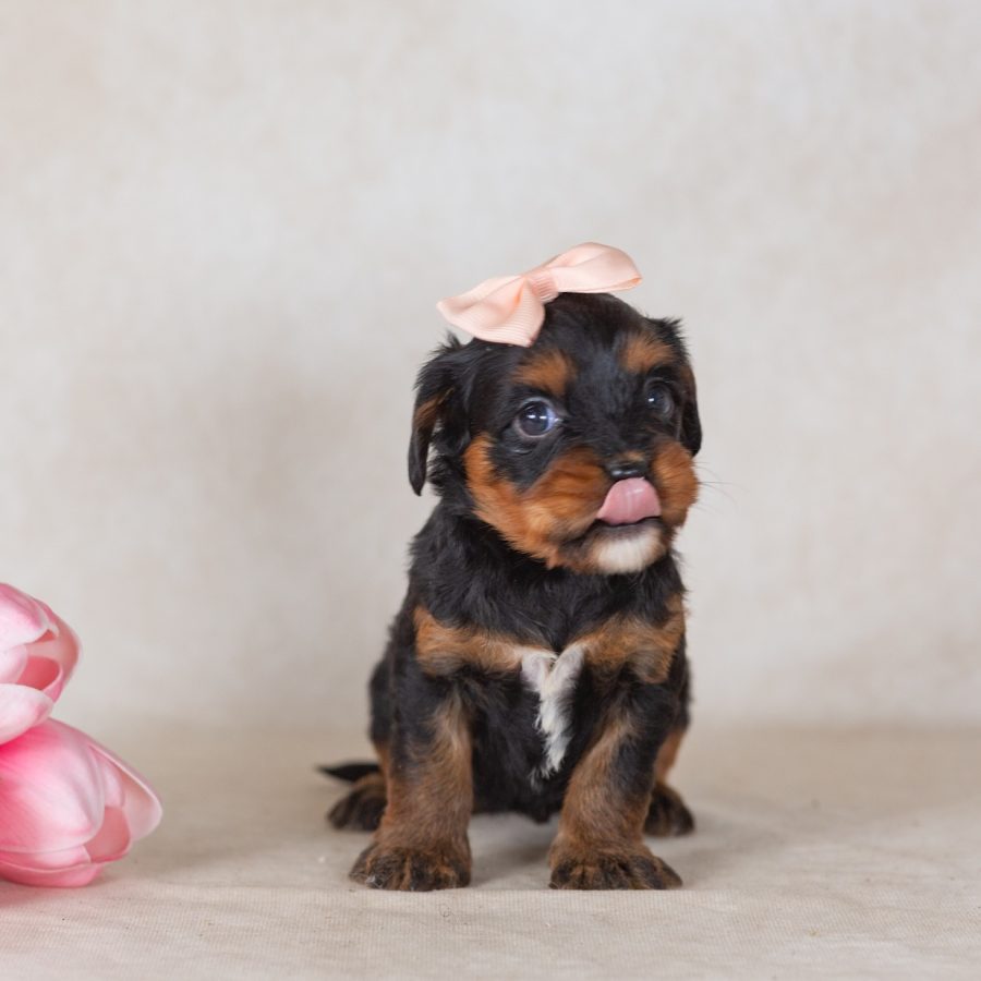 munchkin bernedoodles breeder