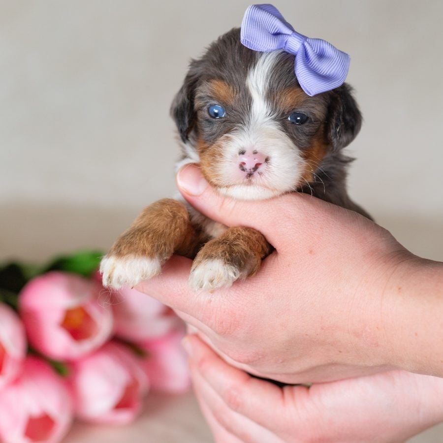 munchkin bernedoodles for sale