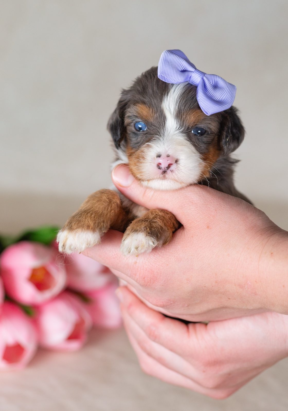 munchkin bernedoodles for sale