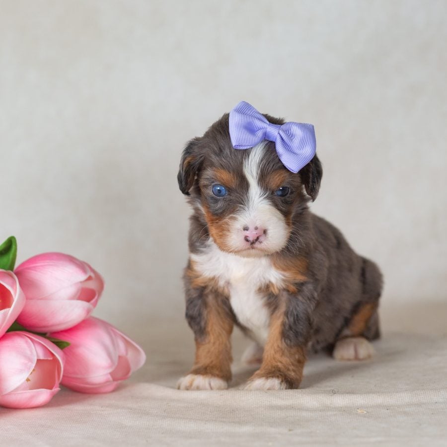 munchkin bernedoodles for sale in pa