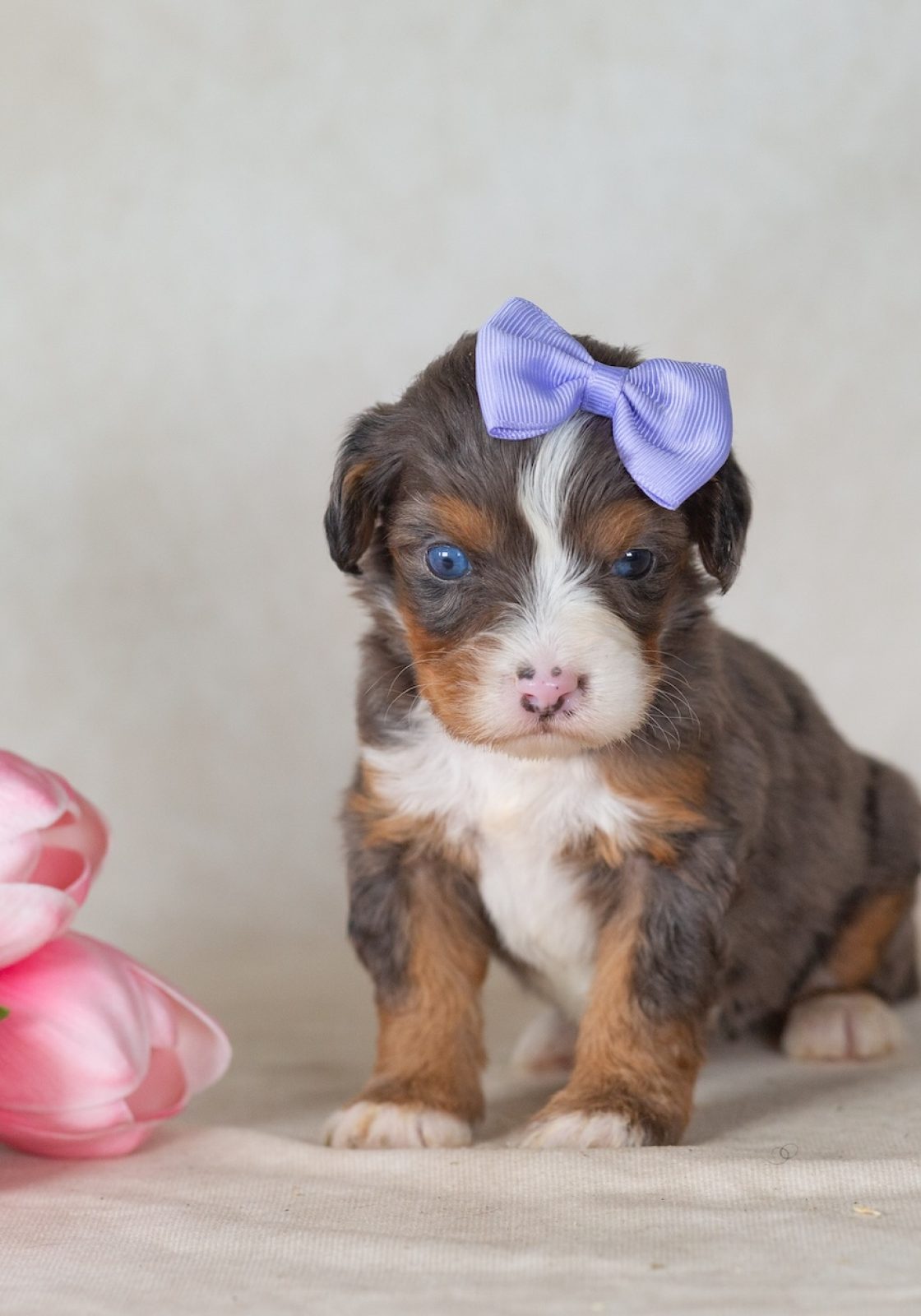 munchkin bernedoodles for sale in pa