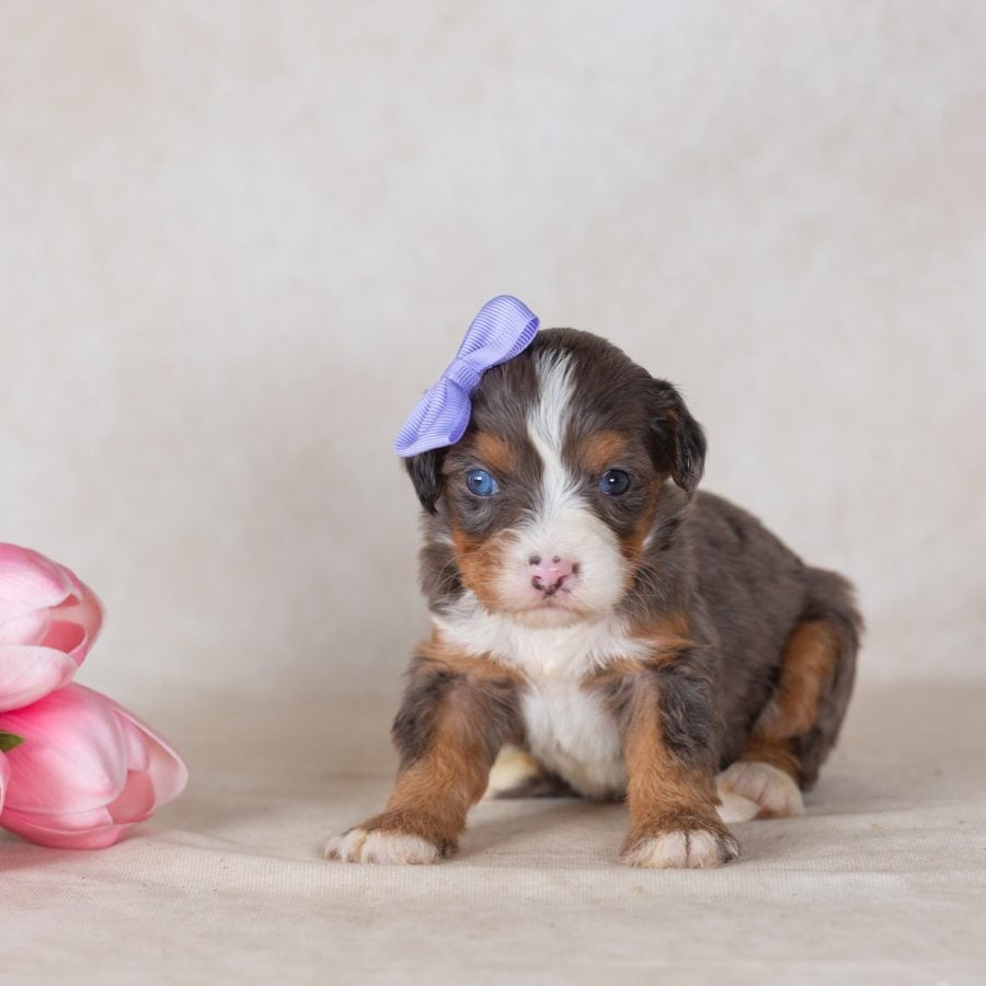 munchkin bernedoodles for sale near me