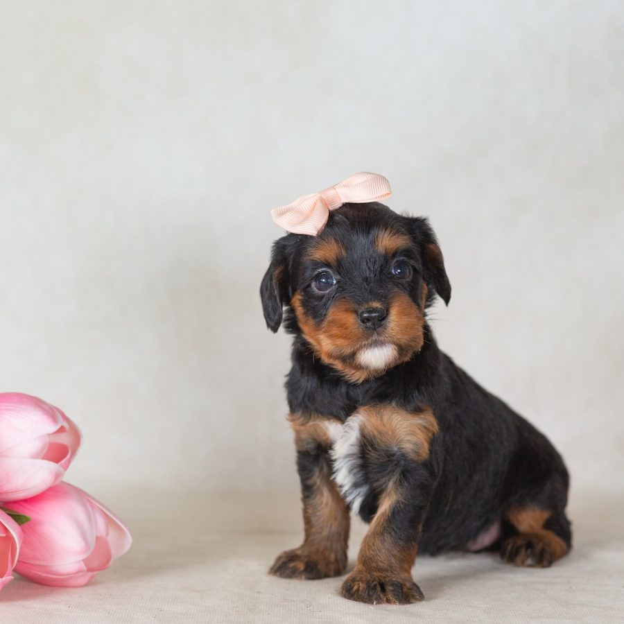 munchkin bernedoodles for sale near me
