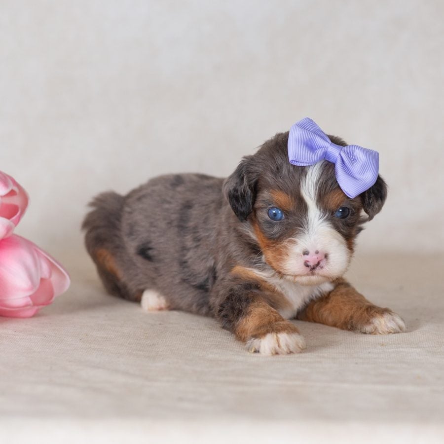 munchkin bernedoodles for sale new york