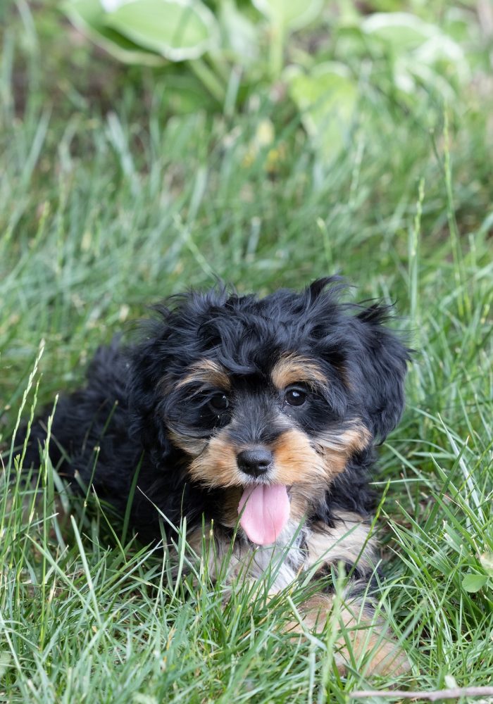 munchkin bernedoodles for sale pa