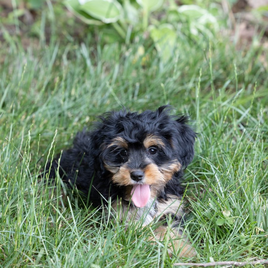 munchkin bernedoodles for sale pa