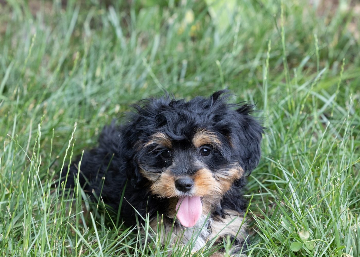 munchkin bernedoodles for sale pa