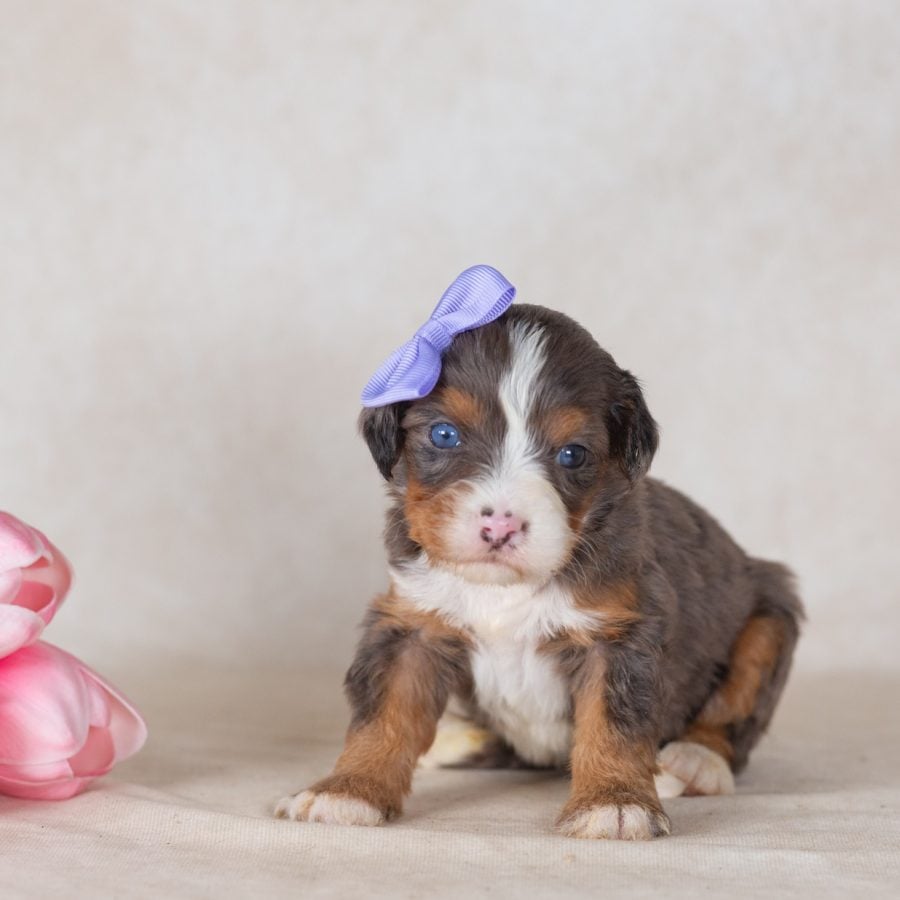 munchkin bernedoodles for sale pa