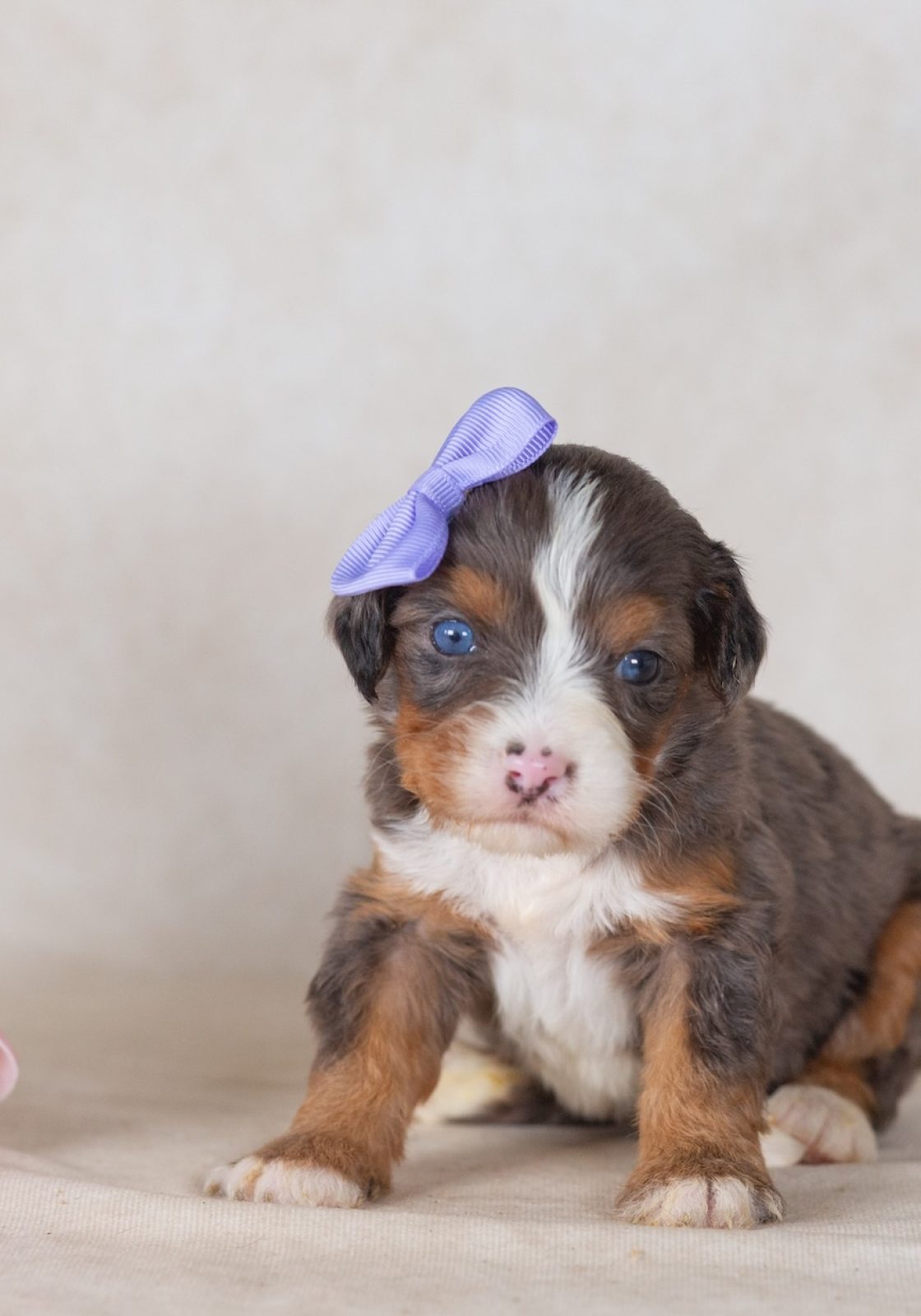 munchkin bernedoodles for sale pa