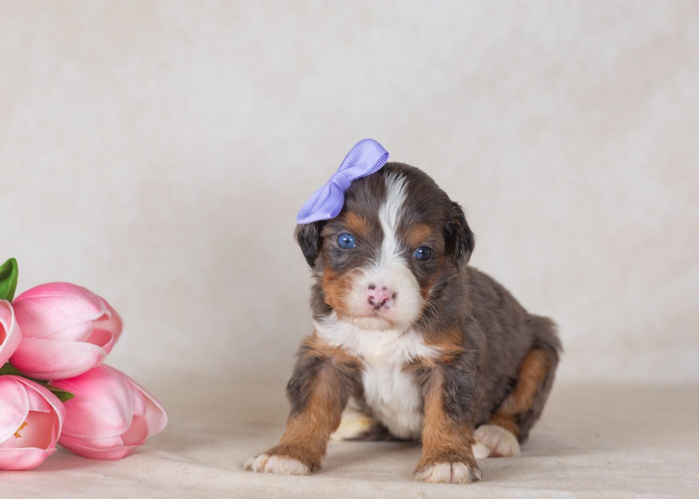 munchkin bernedoodles for sale pa