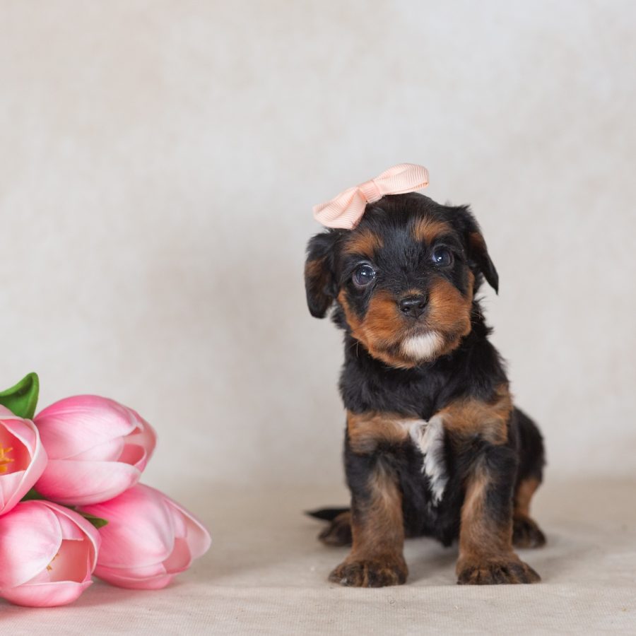 munchkin bernedoodles for sale