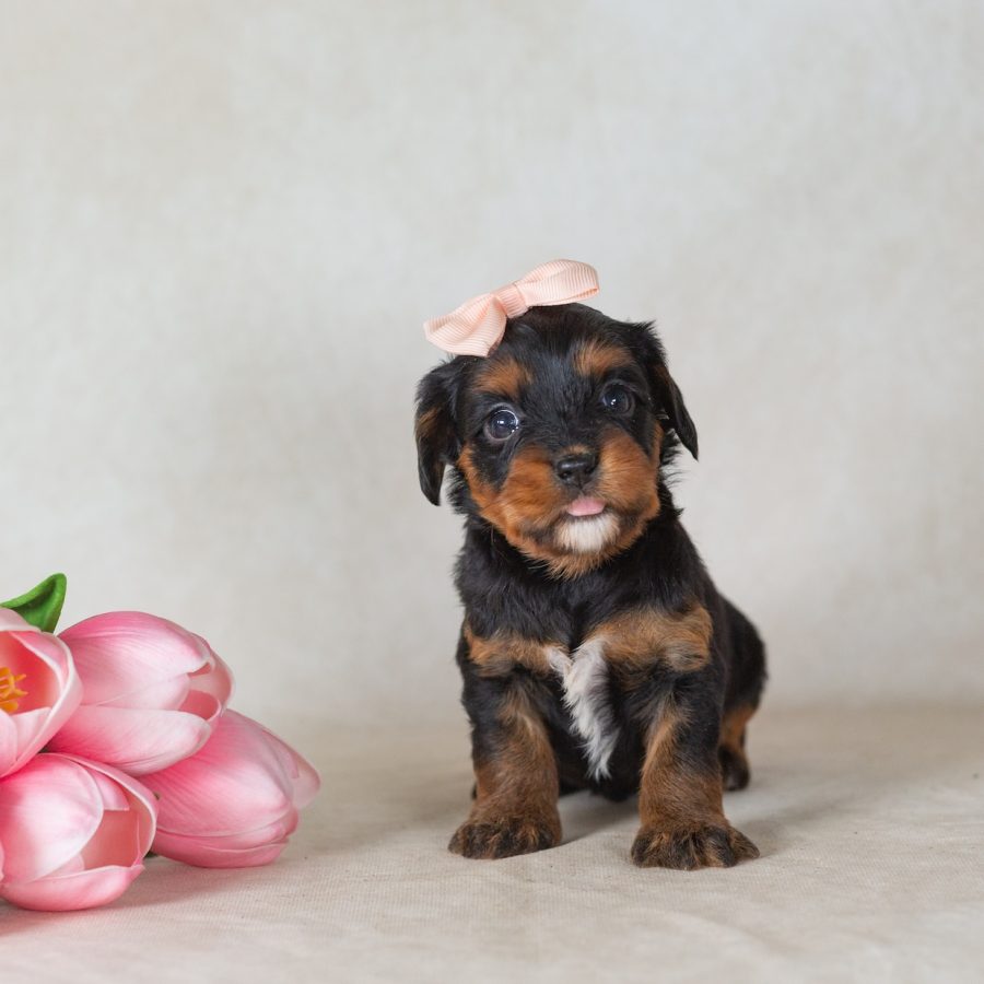 munchkin bernedoodles pa