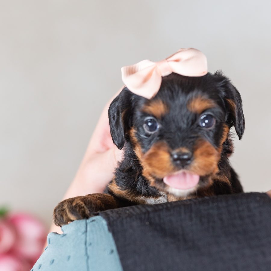 munchkin bernedoodles