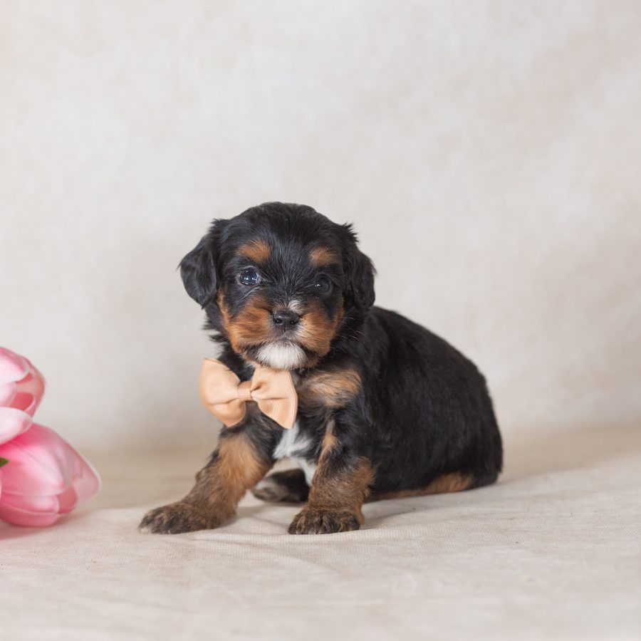 munchkin mini bernedoodle puppies