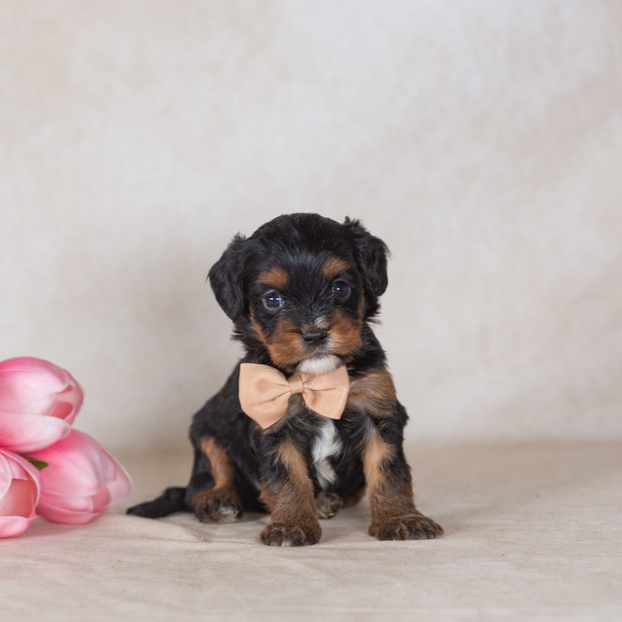 munchkin mini bernedoodle puppy