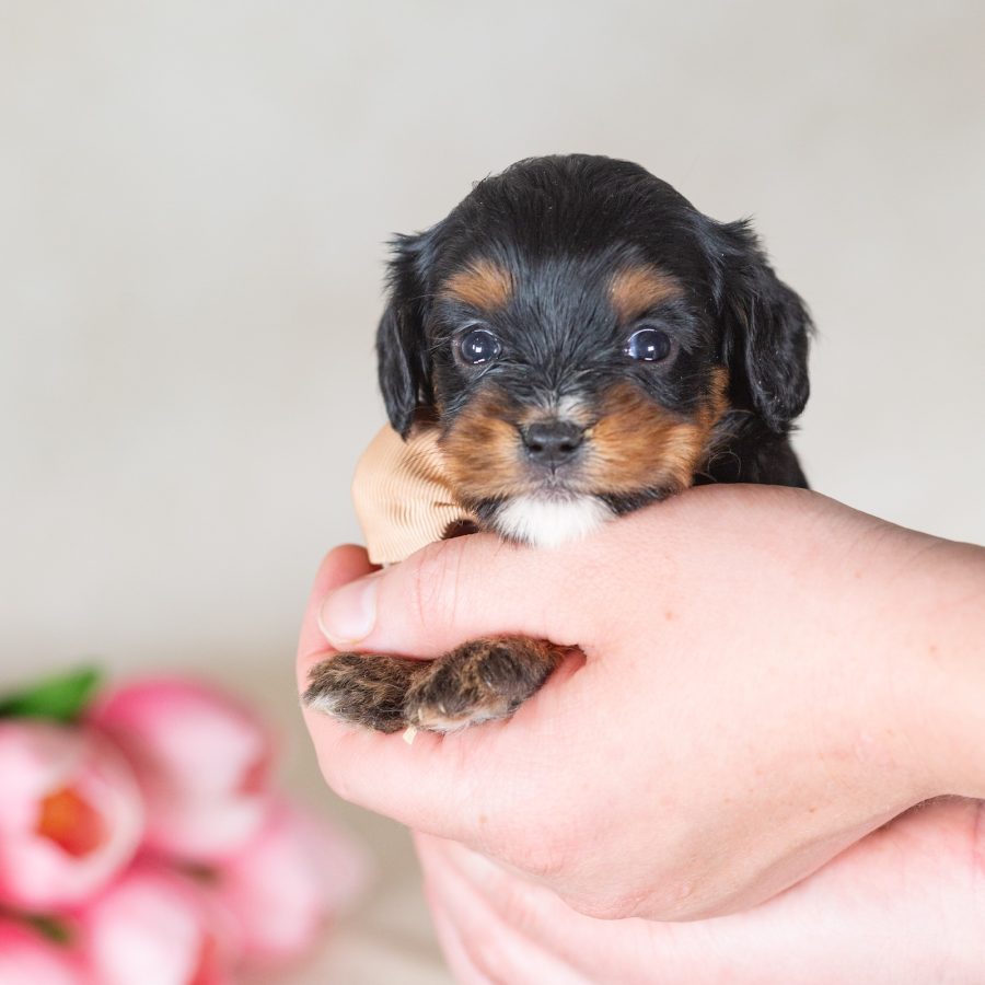 munchkin mini bernedoodle