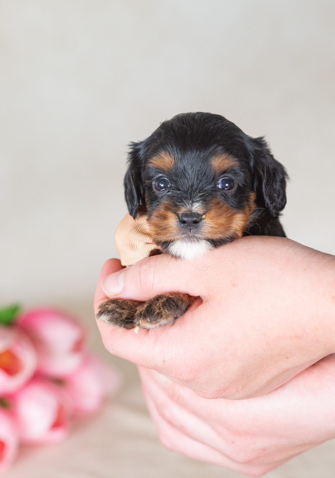 munchkin mini bernedoodle