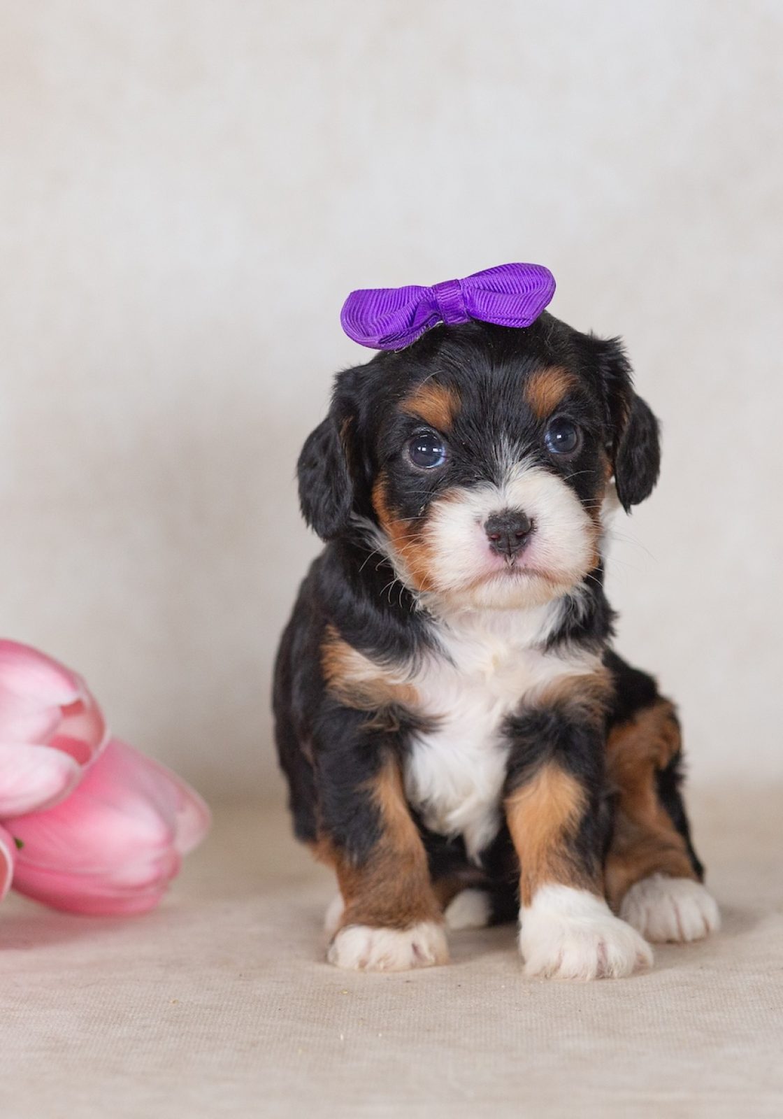 munchkin mini bernedoodles for sale in pa
