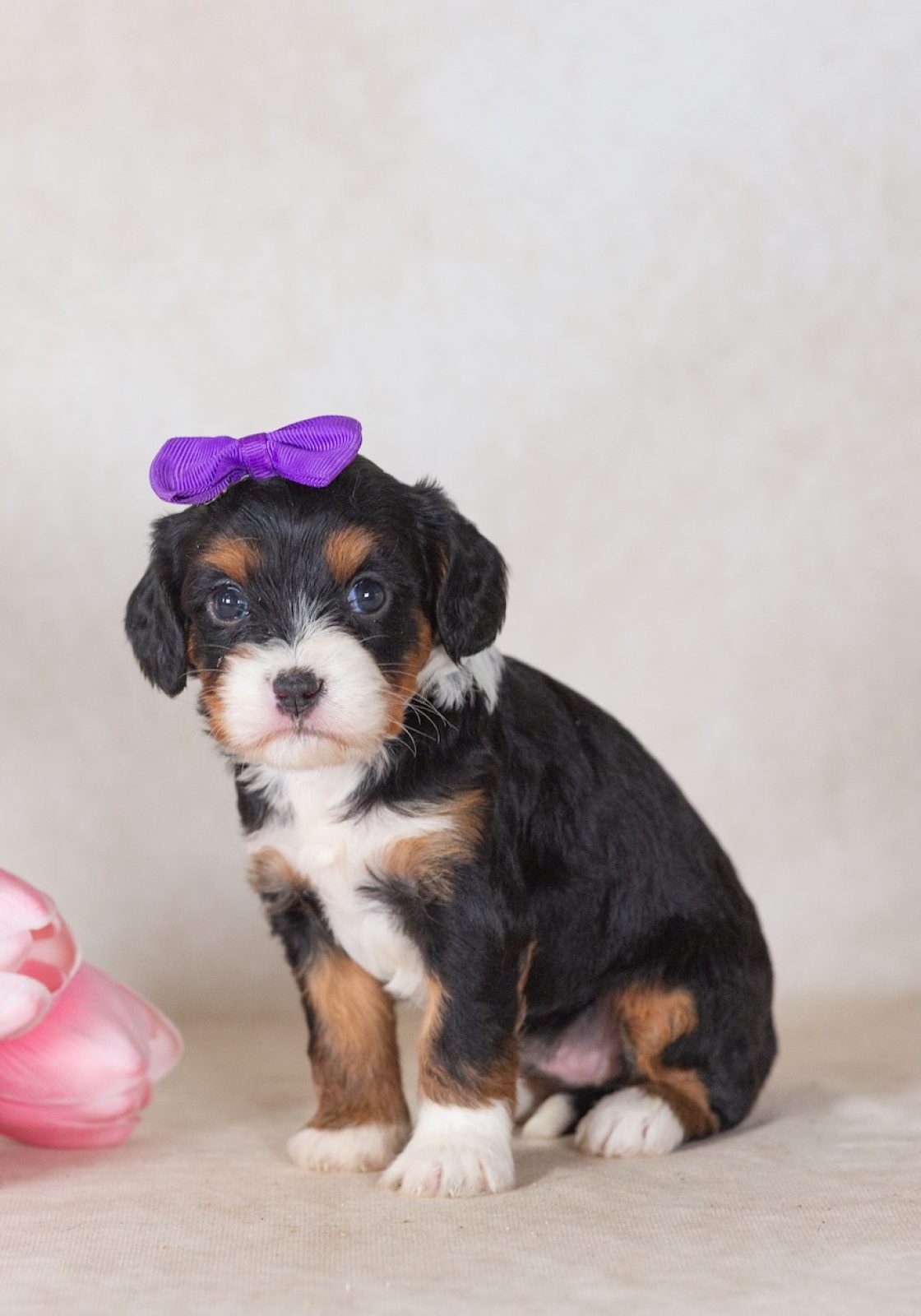munchkin mini bernedoodles for sale near me