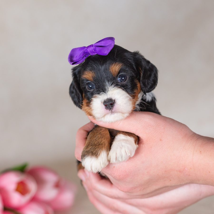munchkin mini bernedoodles for sale
