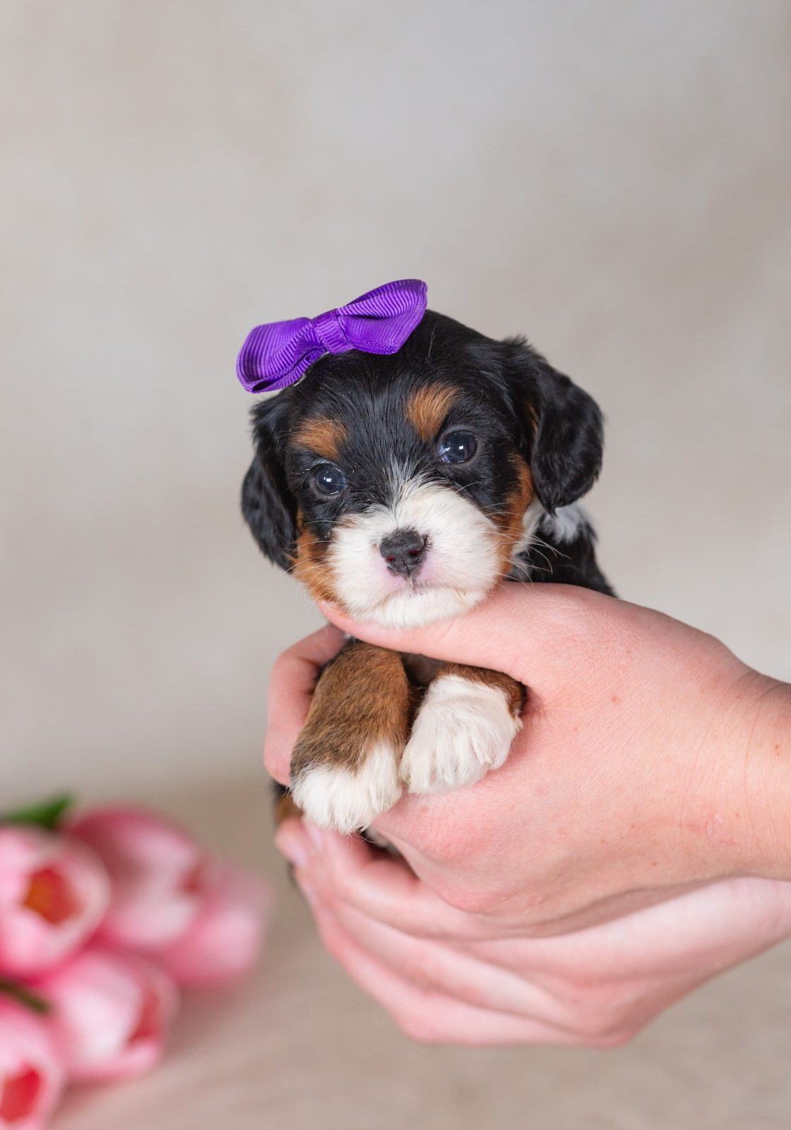 munchkin mini bernedoodles for sale