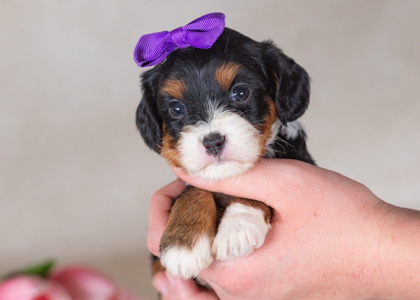 munchkin mini bernedoodles for sale