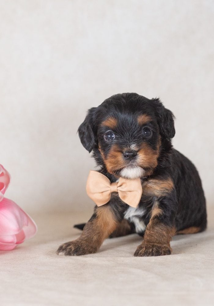 munchkin mini bernedoodles