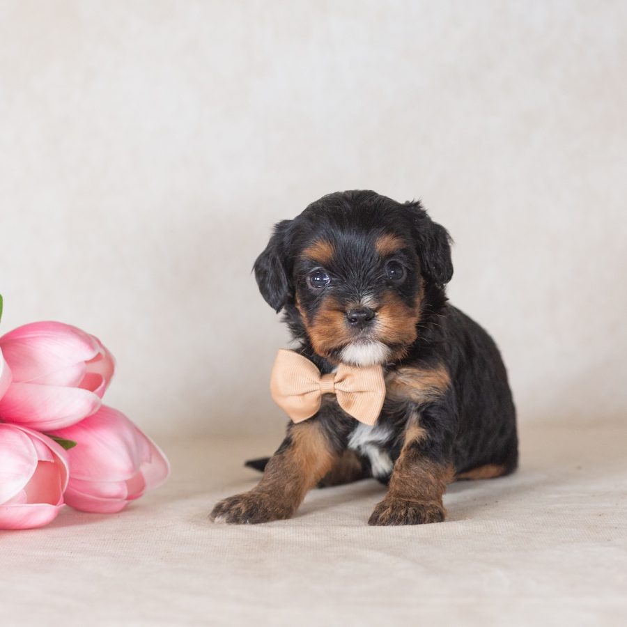 munchkin mini bernedoodles