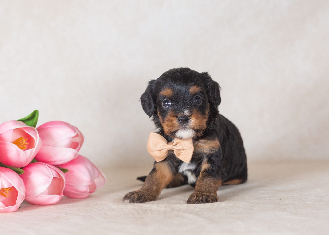 munchkin mini bernedoodles