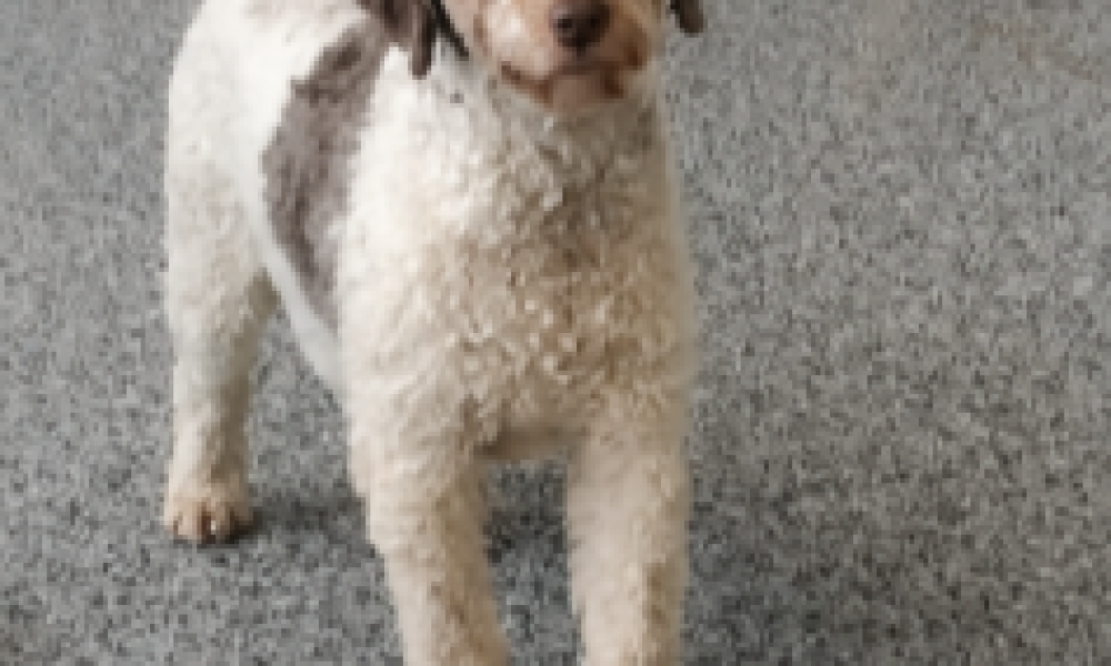 oona, mom bernedoodle