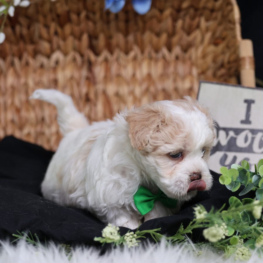 pa dog breeder
