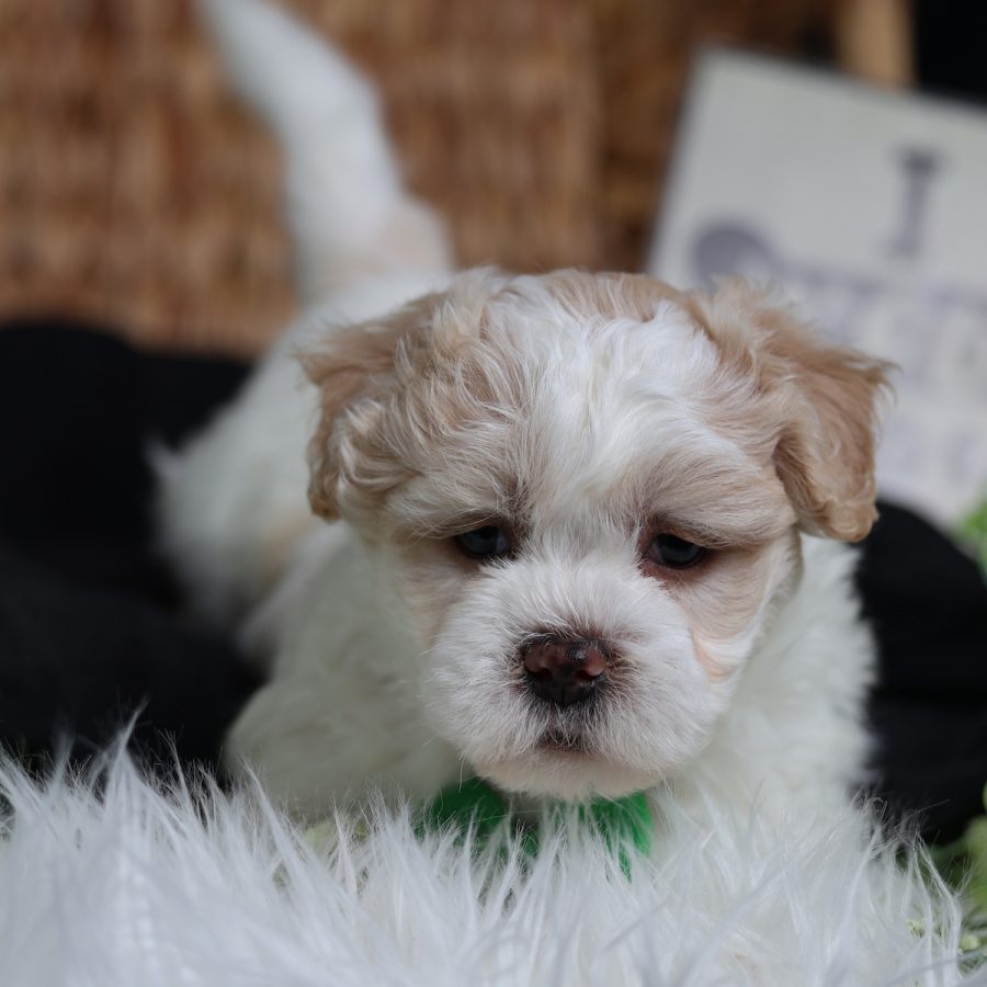 pa puppies