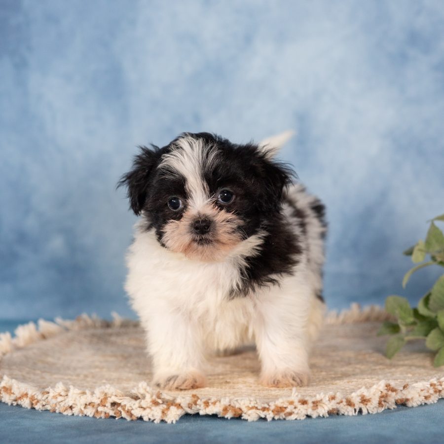 paw tale puppies shichons