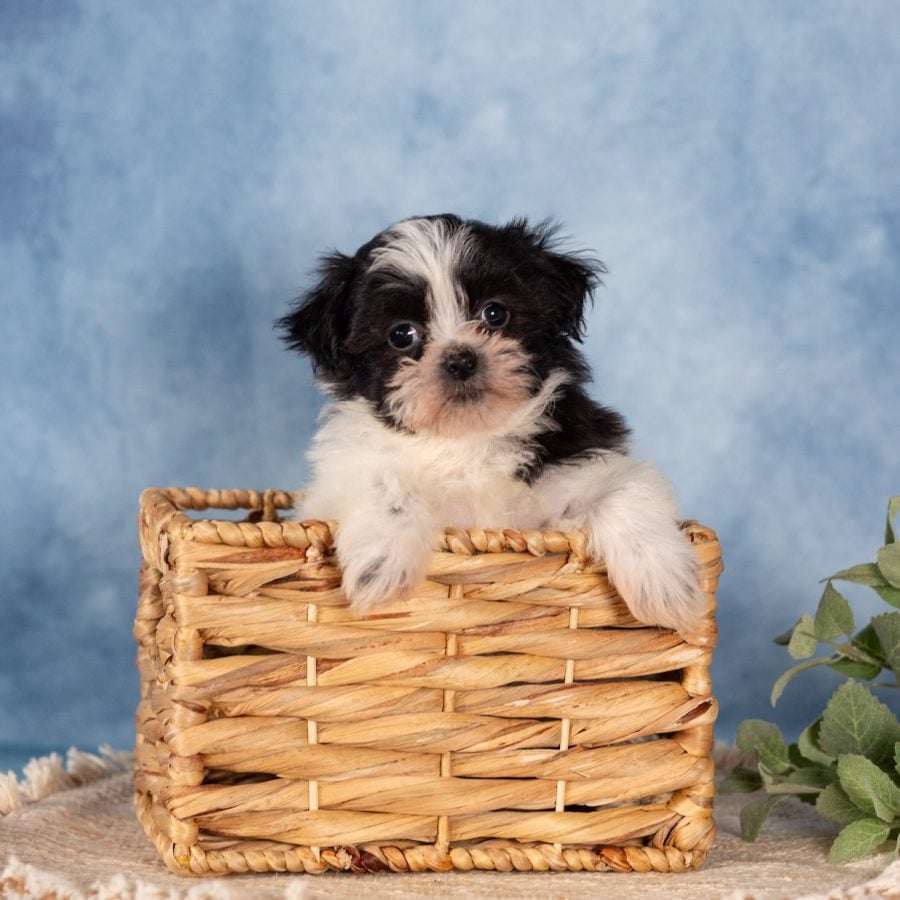 paw tale puppies teddy bear