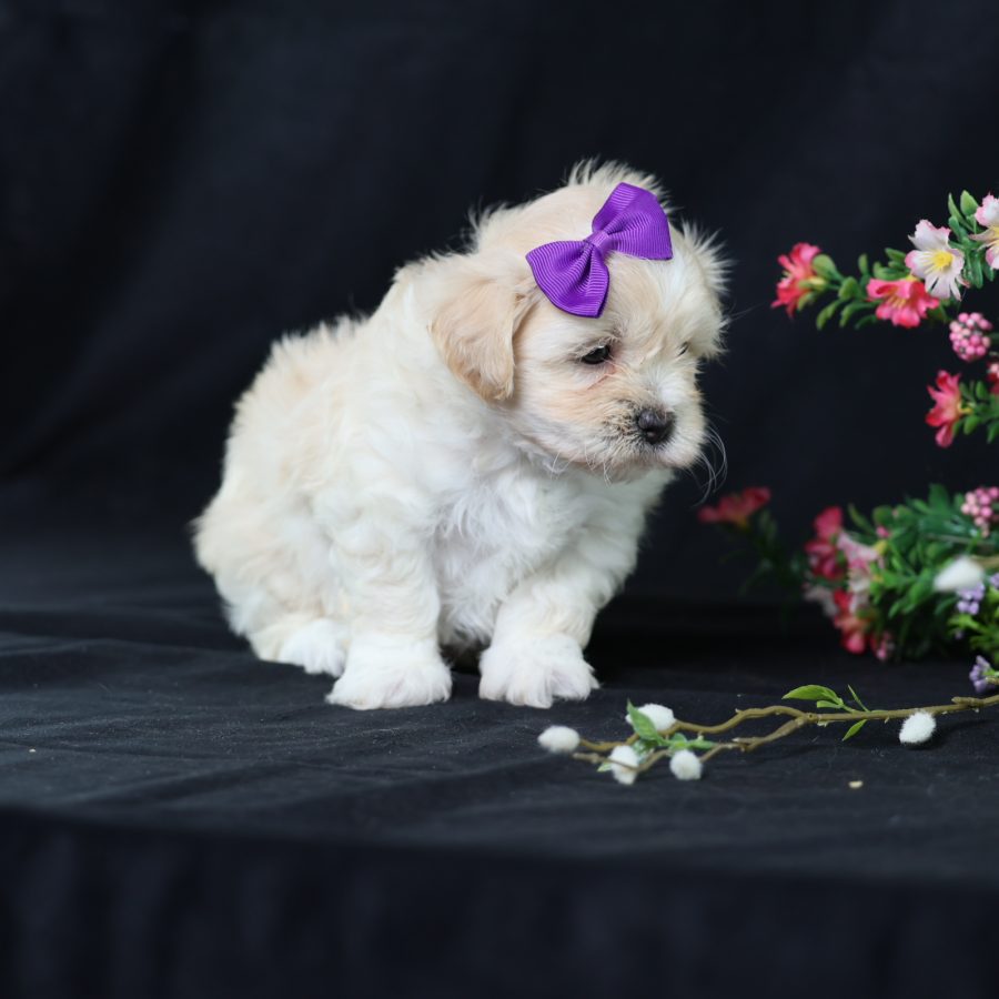 photos of teddy bear puppies