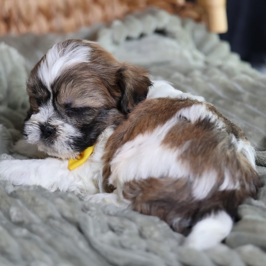 pictures of teddy bear puppies