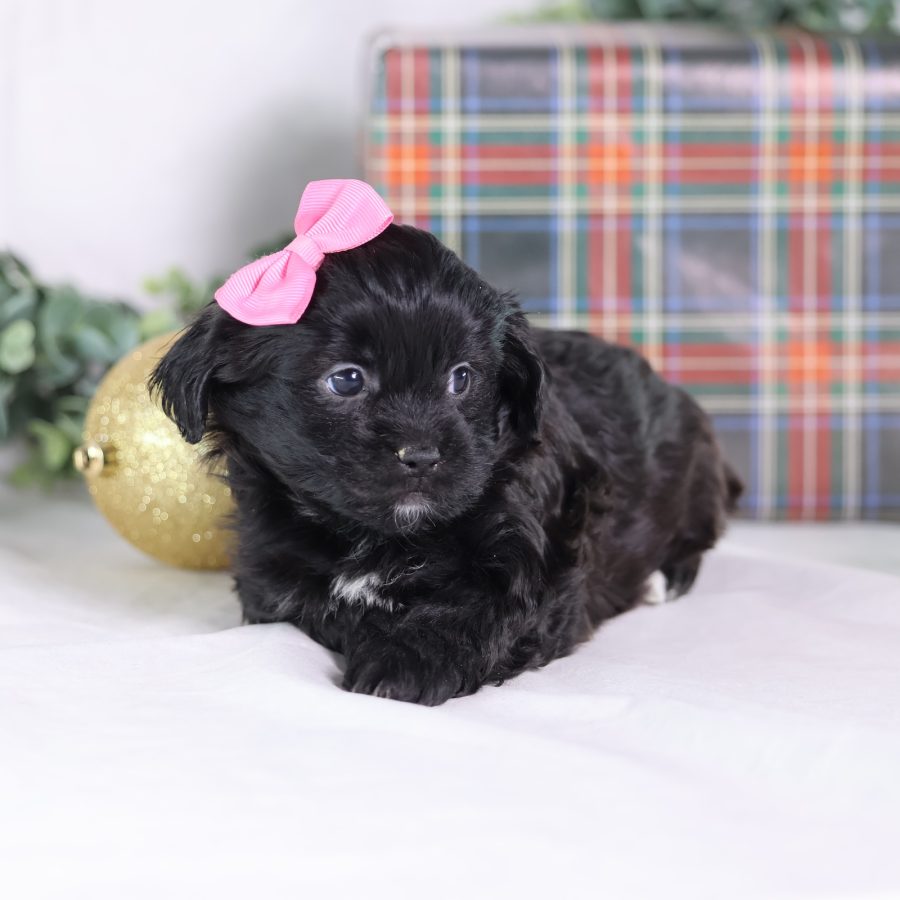 pictures of teddy bear puppies