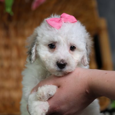 poochon