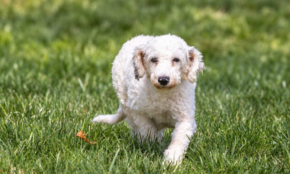 Poodle parent – 900255004534989 (Susan)