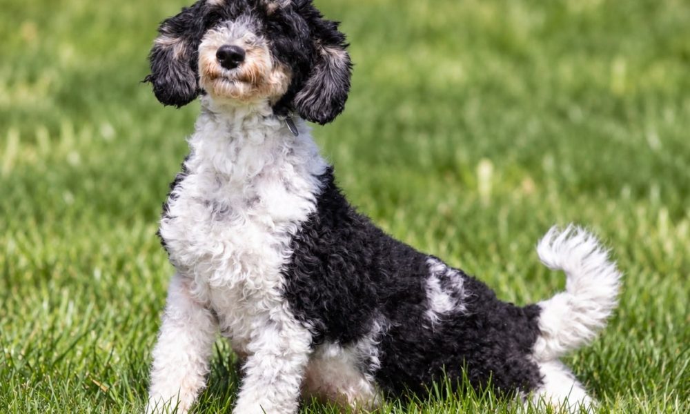 Bernedoodle Adult Rachel