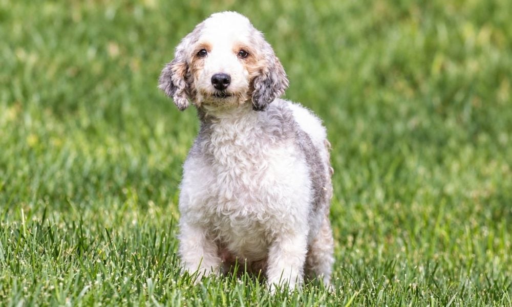 adult micro bernedoodle queen