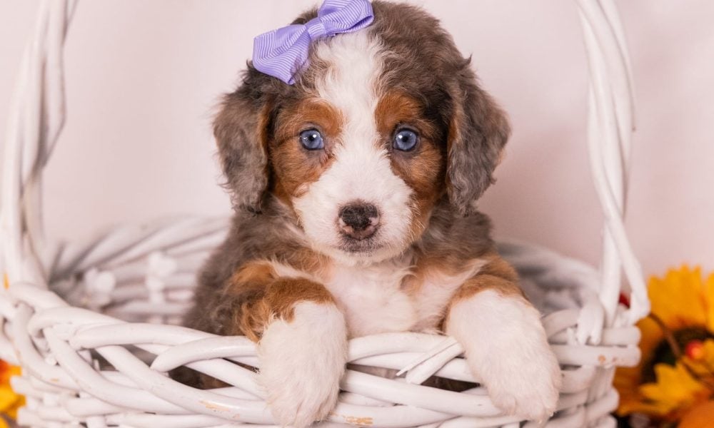 Poodle parent – 900255004538589 (Queen), photo 2