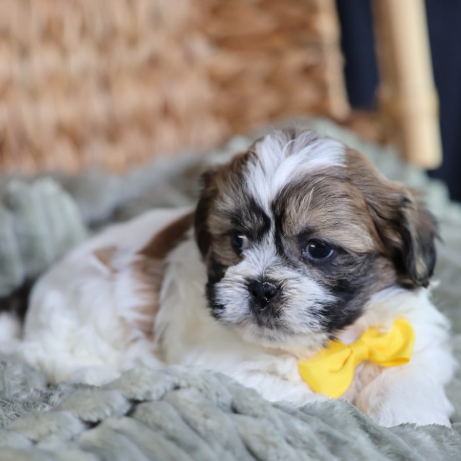 puppies that look like teddy bears