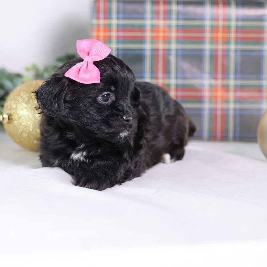 puppies that look like teddy bears