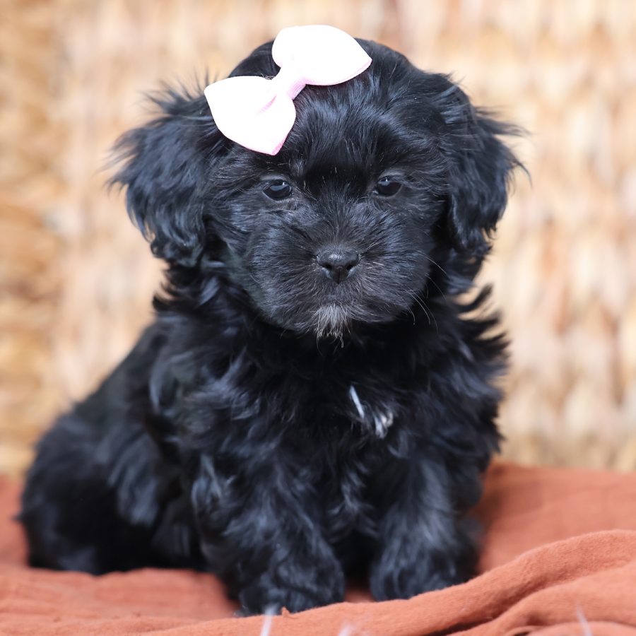 puppy and teddy bear