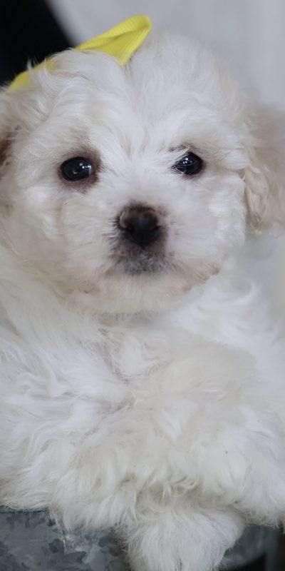 puppy bichon for sale