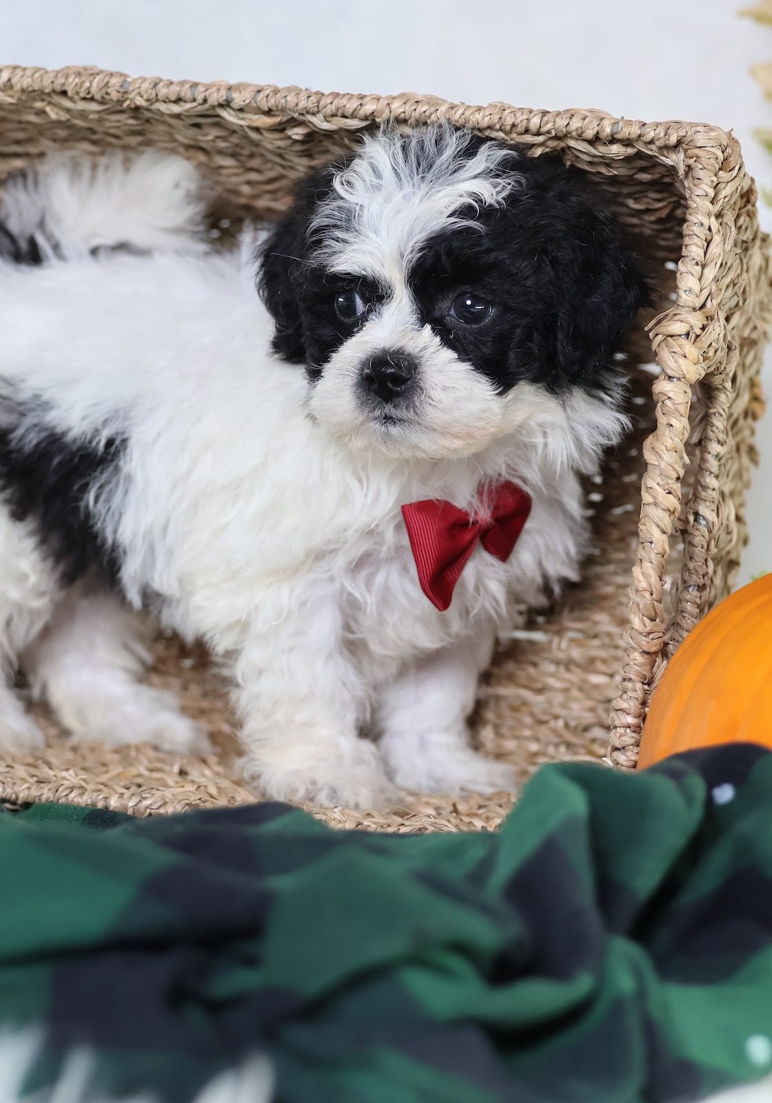 puppy breeds that look like teddy bears