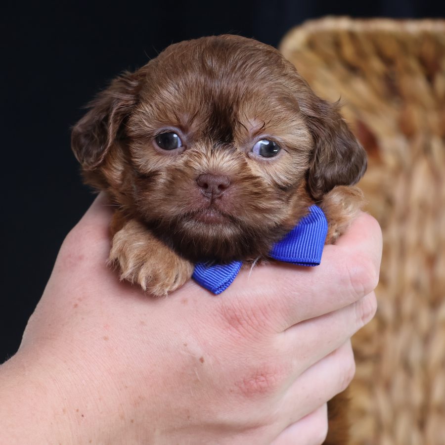 puppy breeds that look like teddy bears